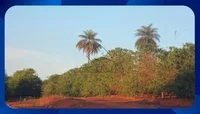 Fazenda Pedra Vermelha - 82,53 hectares em Guapé/MG