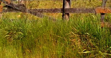 Imóvel Rural 98,6ha com benfeitorias, área fértil e ocupada