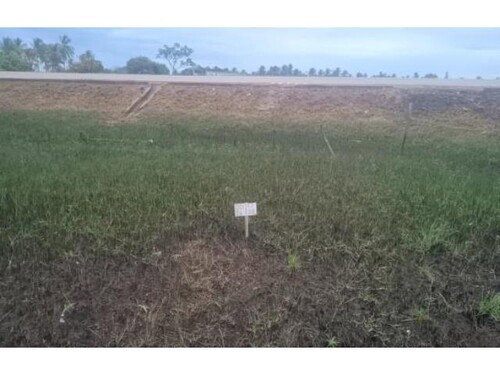 Terrenos Ocupados em Vila Rica do Abais - Itaporanga D'Ajuda/SE