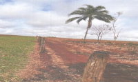 Imóvel Rural com 37,41 ha em Quirinópolis/GO