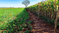 Terreno Rural com 10,72 Ha em Iepê - SP