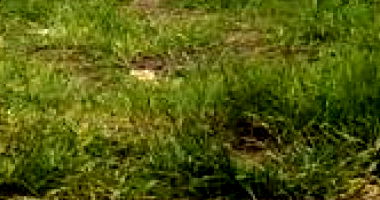 Terreno em Condomínio Residencial Vila das Palmeiras