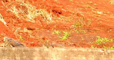 Direitos sobre Terreno com 525,60m² em Cornélio Procópio/PR