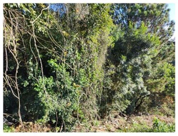 Terreno de 1.072,50 m² em Piraquara/PR, sem benfeitorias