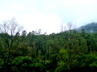 Chácara com 36.300m² de mata nativa em Marques de Souza