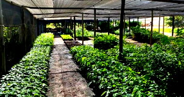 Terreno Rural com Casa em Posse/GO