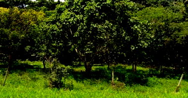 Imóvel Rural com 133,42ha em Uberlândia/MG