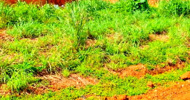 Lote residencial em Palmas - TO