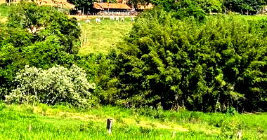 Terreno Urbano com 164m² em Tomazina