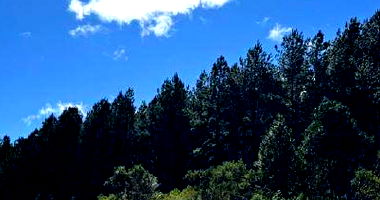 Terreno Rural com Lago e Reflorestamento em Rio Negrinho/SC