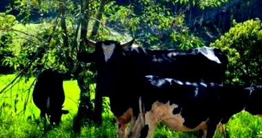 02 Novilhas Pesando Cerca de 350kg