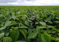 Fazenda Catalão I com 1.783 hectares, ideal para agricultura