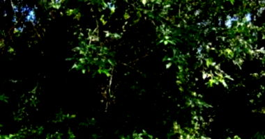 Terreno amplo de 726m² com vegetação nativa, sem benfeitorias