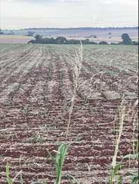 Terreno Urbano 12,10 Ha