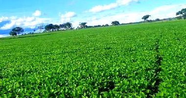 IMÓVEL RURAL | 31,5324 HA - ESTÂNCIA SOL NASCENTE | NOVA BANDEIRANTES/MT