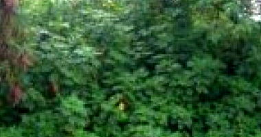 Terreno Urbano em São Roque/SP com 252,50 m²