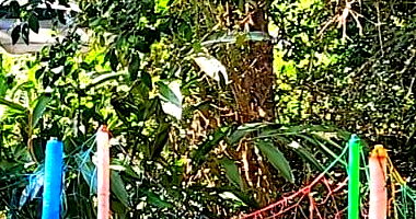 Lote Urbano em São José do Cedro - 787,20 m²