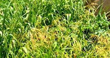 Terreno 317,40m² em Bandeirantes/PR