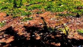 Fazenda Água Limpa em Piranhas-GO - 79,0054ha