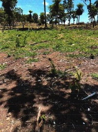 Fazenda Água Limpa em Piranhas-GO - 79,0054ha