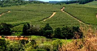 Imóvel Rural com 29,98ha em Fraiburgo, terreno declive e estrada