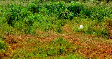 Lote Urbano com 523,84m² em Nova Maringá-MT