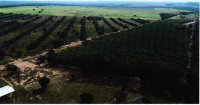Fazenda Caracol - 62ha com estrutura rural em Rio Verde de MS