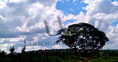 Fazenda São José I e II com 1016,50 ha em Joo Pinheiro - MG