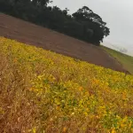 Metade do Lote Rural com 6,6 Ha em Bela Vista - Giruá/RS