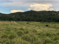 Fazenda São João com 7 alqueires, casas e currais