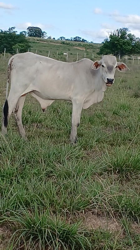 Garrote Mestiço de Nelore - Lote 001