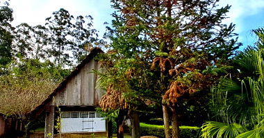 Casa com 133,02m² e Terreno com 2.500m² em Dois Irmãos/RS