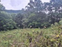 Terreno Rural de 6.98 Ha em Canela/RS