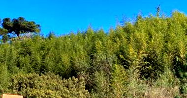 Terreno Amplo em Rio dos Cedros - 3.632,73m²