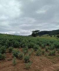Terreno Rural Fracão Ideal 45.738m com Benfeitorias