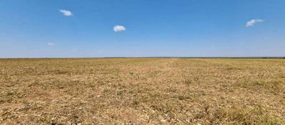 Fazenda Esmeralda com 1.020,32 hectares em MT com 50% de desconto