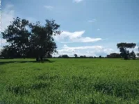 Área Rural com 10 hectares em Careiro da Várzea/AM