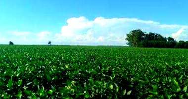 Sítio com 40,3ha na Zona Rural de Itaporã/MS