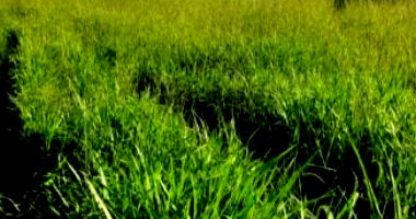 Imóvel Rural com 30.250m² em Anita Garibaldi - SC