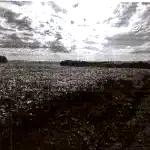 Área Rural de 7 Ha em Santa Rosa - RS