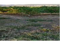 Sítio com 10 hectares, galpão e plantação de pinhas