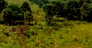 Fazenda 467ha em Lages - SC