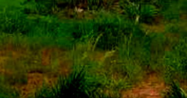 Parte ideal de terreno com 645m² em Álvares Machado/SP