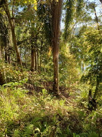 Terreno rural de 30.000 m² em área de mata nativa