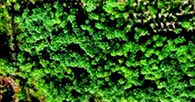 Imóvel Urbano com Área Total de 279,50m² em Salto do Lontra/PR