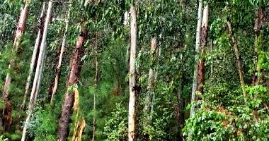 Terreno Rural com Ampla Área em Itaiópolis