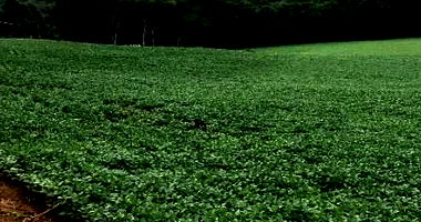 Terreno Rural com 48.400 m² em Francisco Beltrão - PR