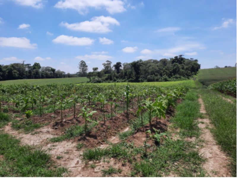 Fração ideal 50% de terreno rural 4,13 ha em Agronômica SC