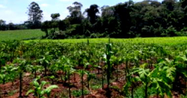 Fração ideal 50% de terreno rural 4,13 ha em Agronômica SC
