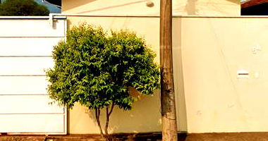 Prédio Residencial Ocupado com 93,57m² em Terreno de 200m²